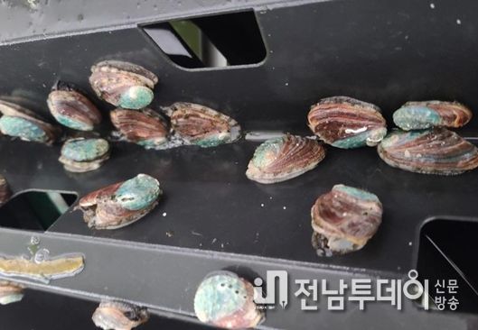 오분자기 어미