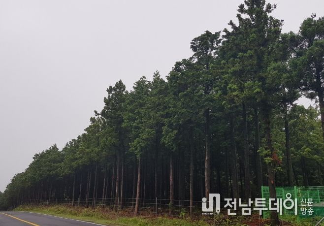 숲가꾸기