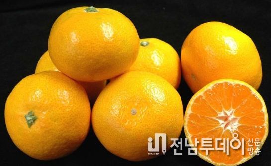 제주도 ‘역대 최고’ 22년산 감귤 조수입 1조 418억 원 달성