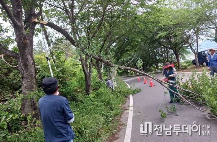 고흥군, 안전하고 쾌적한 가로경관 위해 가로수 정비