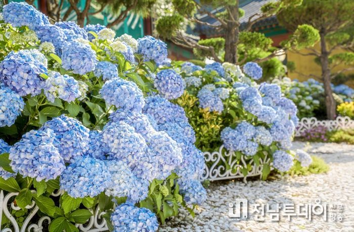 광양시, 옥곡면 ‘길상사’ 소담하게 핀 수국 ‘절정’