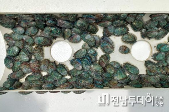 오분자기 친환경 쉘터