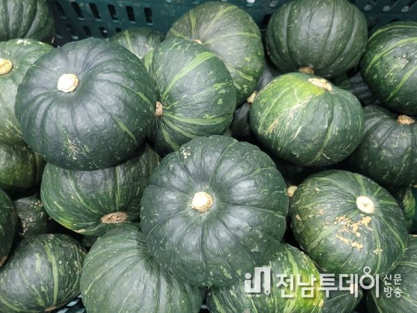제주 본격 수확철 맞은 미니단호박, 적기 수확·품질관리 중요