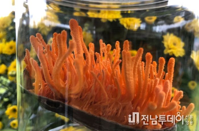 완도군, 전복 이용 동충하초 및 이의 배양 방법 특허 등록