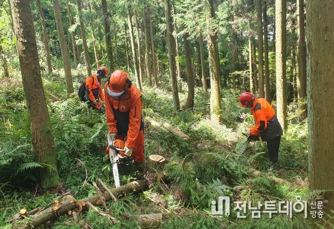 숲가꾸기 사업