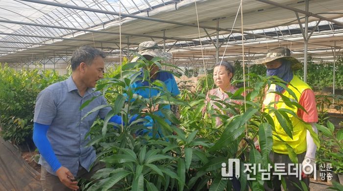 고흥군, 고흥산‘애플망고’본격 출하