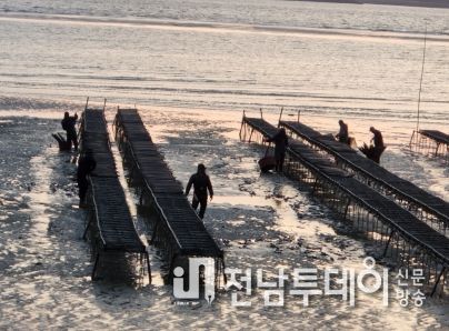 자은 면전지구 1004굴 양식장 관리 전경