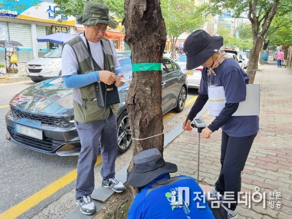 광주광역시 서구, 가로수 안전진단 실시
