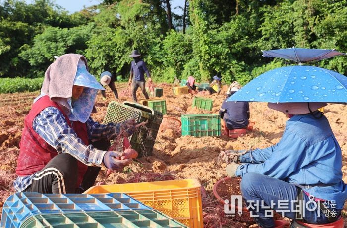 “고구마는 역시 해남고구마”명품 해남고구마 본격 수확
