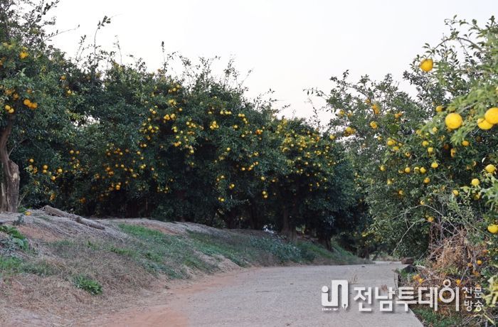 고흥군, 유자 6차산업 배후시설 추진을 위한 첫발을 딛다.