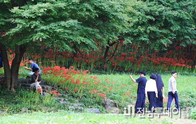 관광객들이 함평모악산 꽃무릇 축제를 관람하고 있는 모습