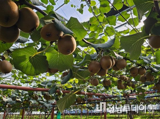 성산키위