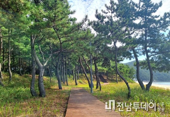 완도군, 해안가 곰솔림 종합 방제 사업 6년 연속 선정