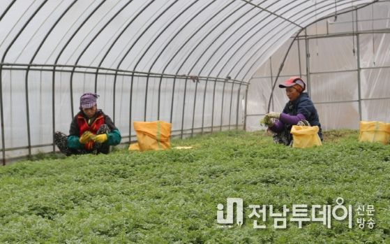 ‘쑥 향기 가득’해남 월교마을, 전남도 유기농 생태마을 지정