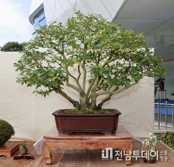 2022 전라남도 분재대전 출품작 차나무 분재