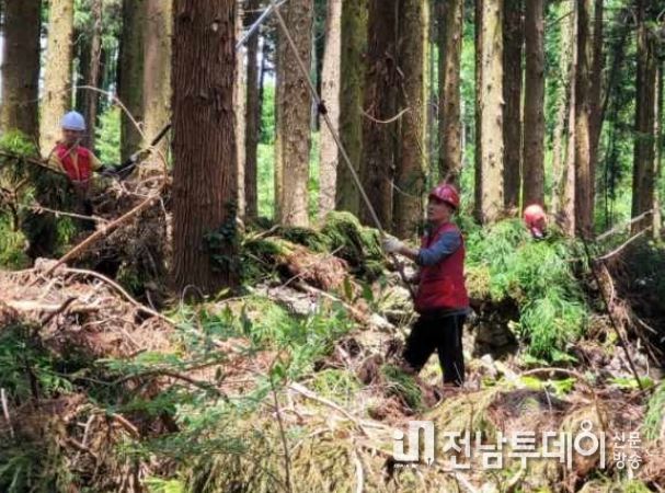 숲 가꾸기 사업