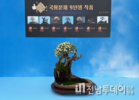 국내 최고령 9년생 국화분재 사진