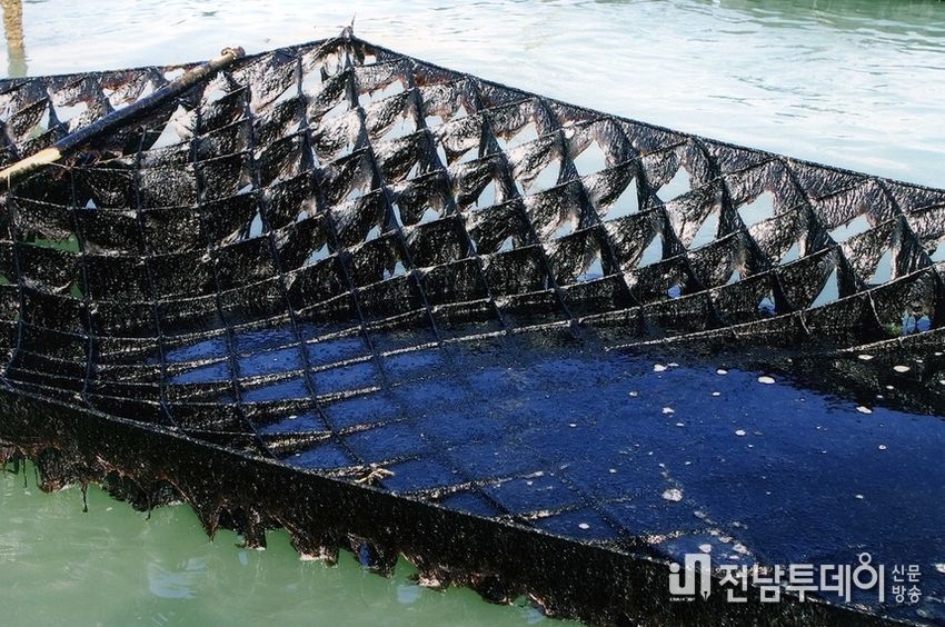 신안군 '24년산 첫 ‘햇김’ 위판 시작