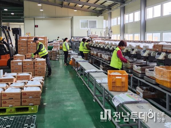 보성군, 대한민국 국가대표 명품 ‘보성키위’ 본격 출하_키위선별 포장 작업현장