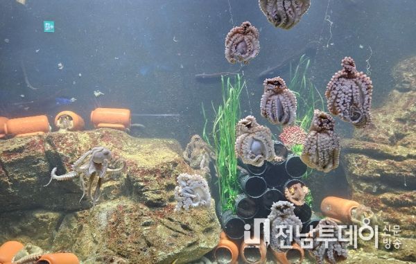 해양수산과학관 연골어류 병어류 전시
