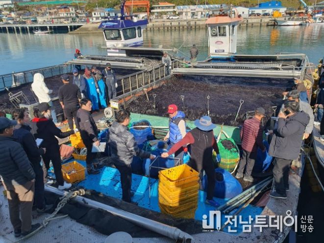 청정바다서 자라 품질 좋은 ‘완도 물김’ 위판 한창