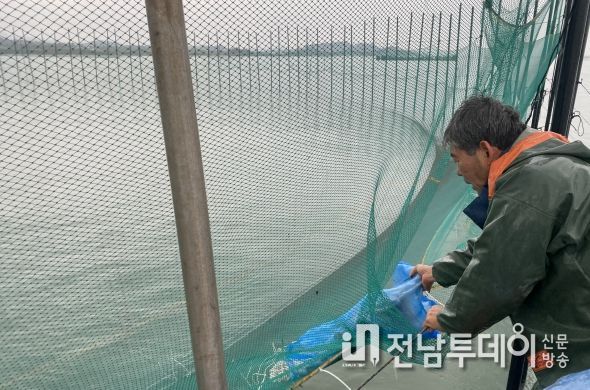 함평만 일원에서 낙지 방류 작업을 하고 있다