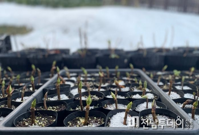 수국 양묘 작업