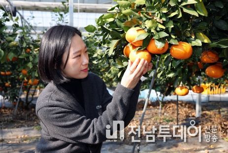 장흥군, ‘빨간향기’ 레드향 수확 한창