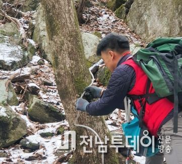 장성군, ‘숲이 주는 선물’ 고로쇠 수액 채취 시작