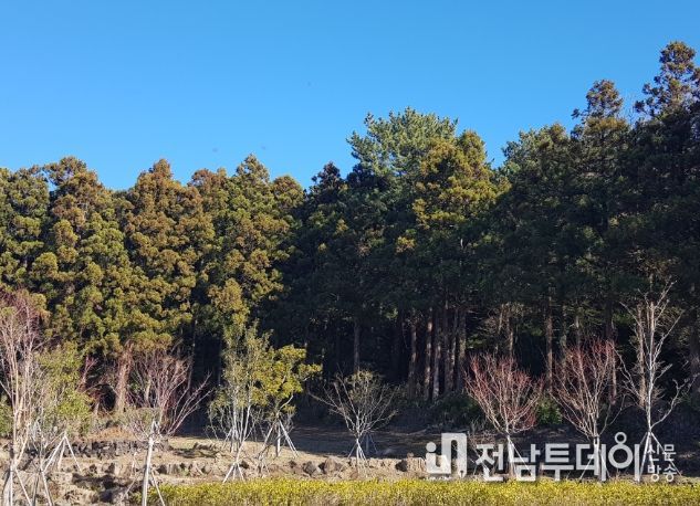 삼나무 정비사업