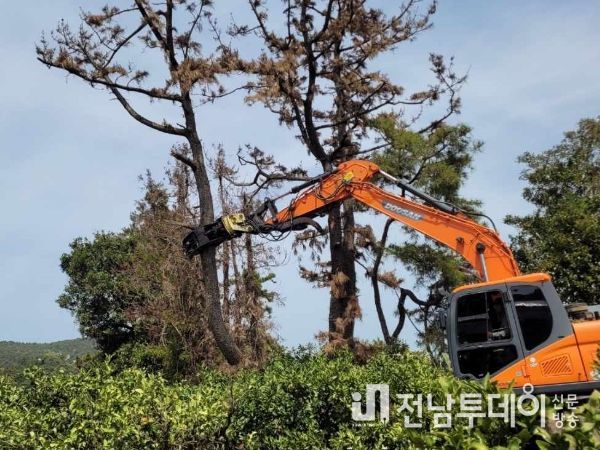 제주 서귀포시, 2024년 상반기 소나무재선충병 방제사업 착수