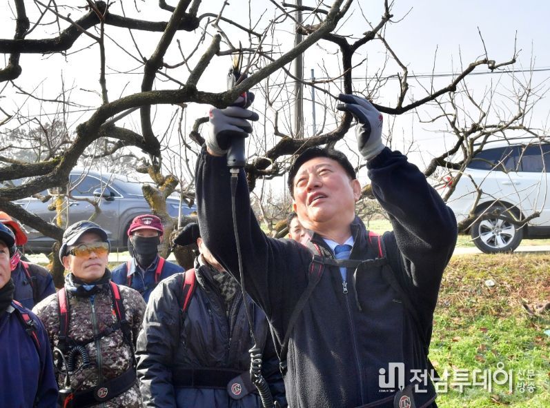 8일 남면 감농가 전정작업 일손을 거들고 있는 김한종 장성군수