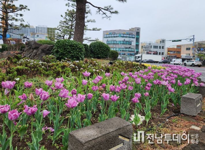 새봄맞이 튤립꽃길 조성
