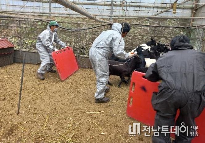 염소 구제역 백신 접종