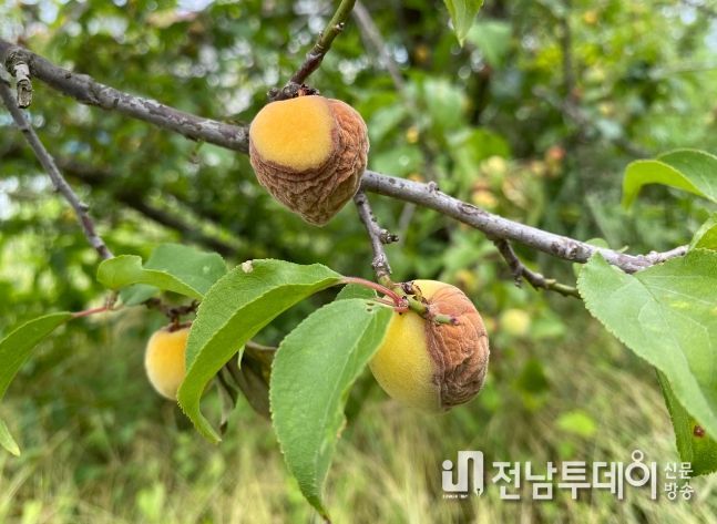 핵과류 재배 농가 복숭아씨살이좀벌 예방 방제 당부