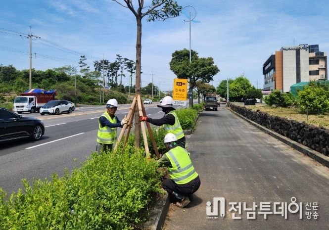 가로수 결식지 보완식재 사업