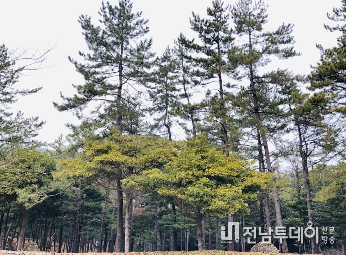 완도군, 16억 투입 ‘섬 숲 경관복원 사업’ 추진