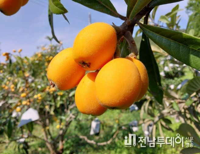완도 비파