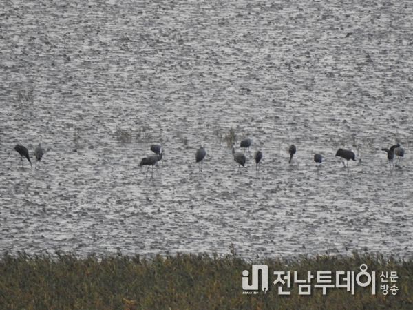 큰고니, 순천만 새섬매자기 복원터에서 첫 먹이활동 시작