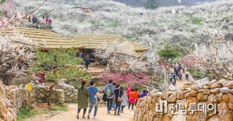 광양매화축제, ‘2025년 전라남도 대표축제’ 3년 연속 선정 쾌거