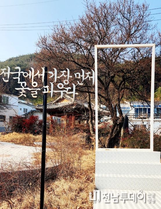 광양 다압면 소학정 매화, 귀한 꽃망울 ‘톡톡’