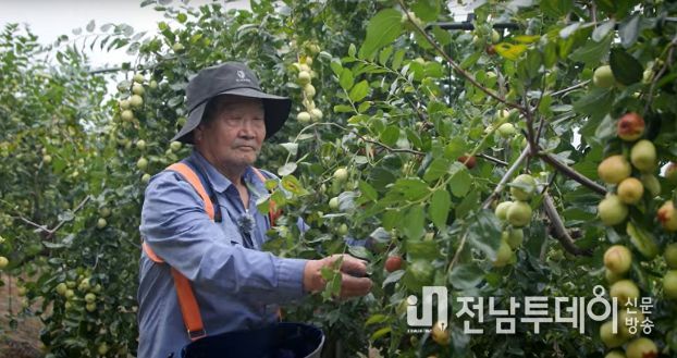 사과대추 농가 유기질비료 지원사업 신청·접수