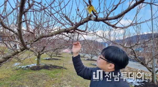 복숭아 월동 병해충 예찰 - 농업기술센터 직원이 능주면 만수리 복숭아 과원에서 월동 병해충을 예찰하는 장면