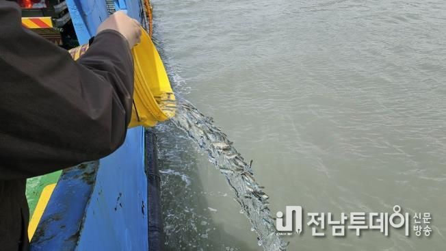 쥐노래미를 종자 방류