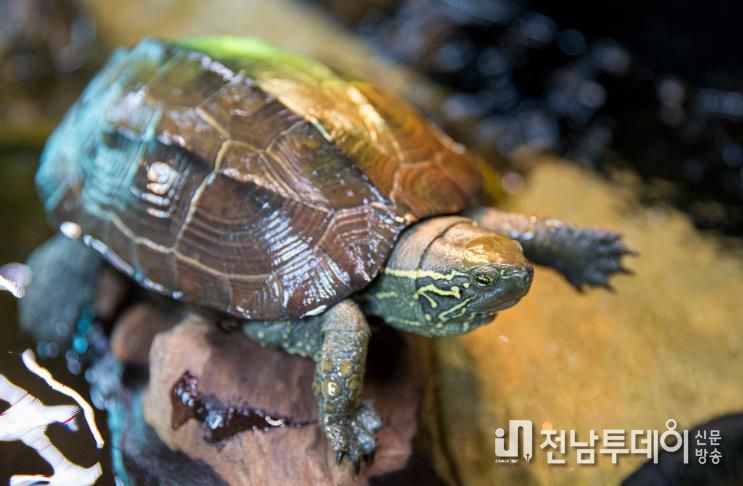 도선국사와 함께 천연기념물 남생이 방생하세요