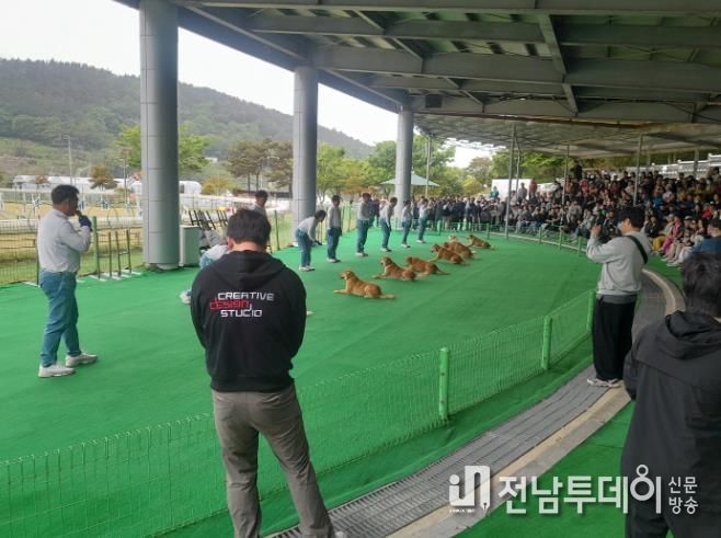 진도군, 추석 연휴 진도개 Dog스포츠 특별 공연