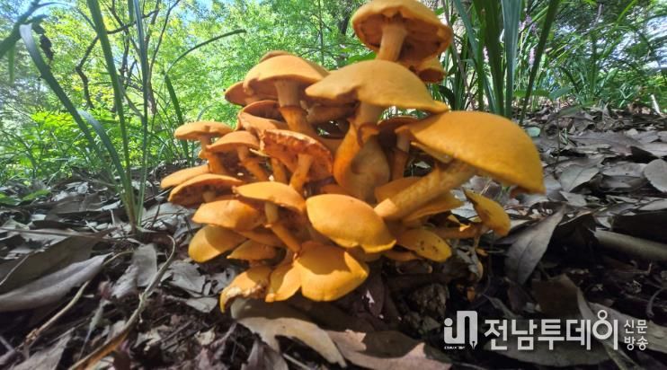 야생버섯 사진-갈황색미치광이버섯