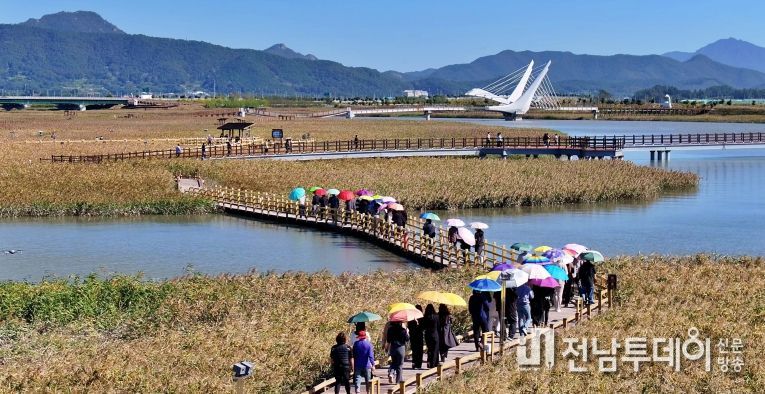 강진만 갈대밭-추천