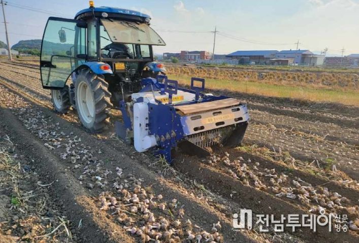 마늘 양파 재배