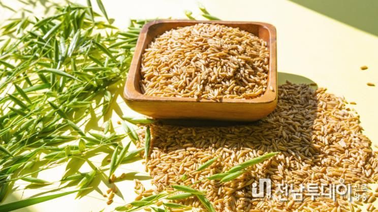 강진에서 생산되는 쌀귀리.